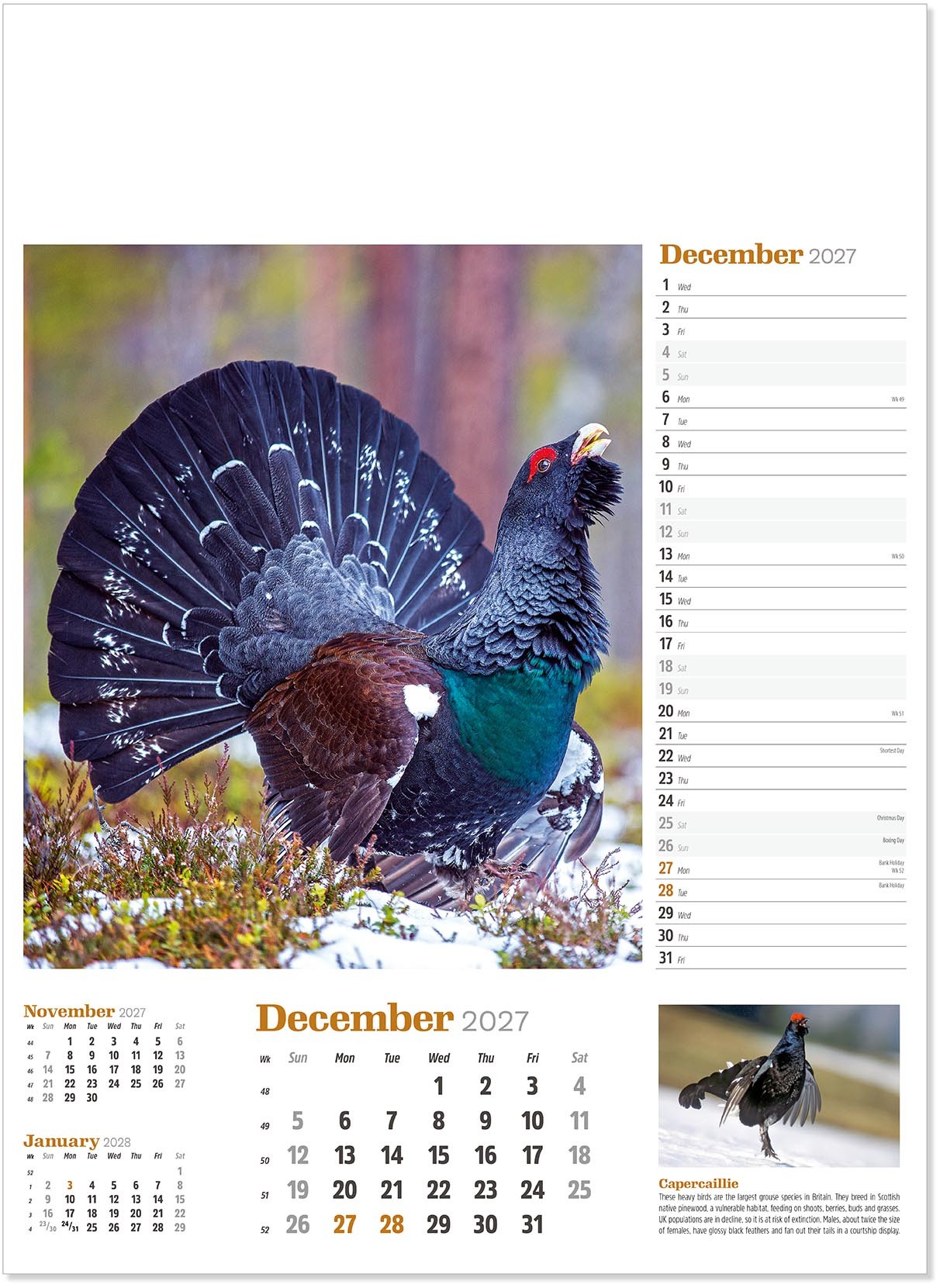 Wildlife in Britain Wall Calendar